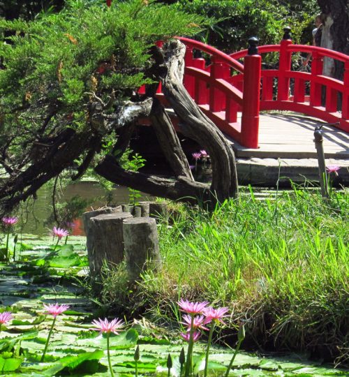 Jardín Japonés — foto 3